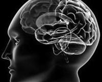 左右脑分工 确有其事还是误解骗局