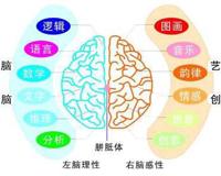 左右脑分工 确有其事还是误解骗局