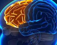 左右脑分工 确有其事还是误解骗局