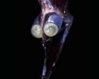 世界上有哪些怪鱼