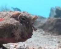 世界上有哪些怪鱼