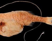 世界上有哪些怪鱼