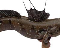 世界上有哪些怪鱼