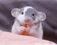 经验 养前必看花枝鼠奇怪的行为或现象