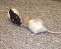 经验 养前必看花枝鼠奇怪的行为或现象