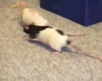 经验 养前必看花枝鼠奇怪的行为或现象