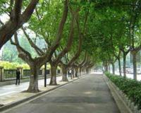 南京为什么种梧桐树？