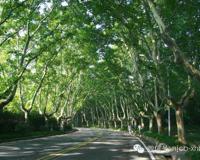 南京为什么种梧桐树？