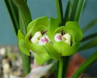 盆栽名贵花卉当属兰花(曾要价1.2个亿)