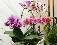 盆栽名贵花卉当属兰花(曾要价1.2个亿)