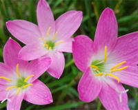 盆栽名贵花卉当属兰花(曾要价1.2个亿)