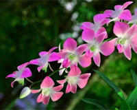 盆栽名贵花卉当属兰花(曾要价1.2个亿)