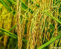 神舟十四号为啥带水稻和拟南芥还有蔓越莓回来(每一种都意义非凡)