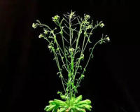 神舟十四号为啥带水稻和拟南芥还有蔓越莓回来(每一种都意义非凡)