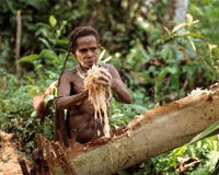 揭秘食人族吃人的原因(听他们的后代阿斯马特人怎么讲)