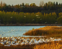 三门峡戏曲种类有哪几种(不要以为只有豫剧)