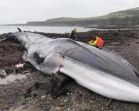 揭秘鲸鱼总搁浅原因(鲸鱼是很聪明的)