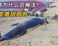 揭秘鲸鱼总搁浅原因(鲸鱼是很聪明的)