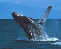 揭秘鲸鱼总搁浅原因(鲸鱼是很聪明的)