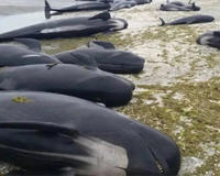 揭秘鲸鱼总搁浅原因(鲸鱼是很聪明的)