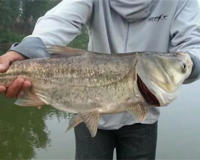 花白鲢长水霉病了怎么回事有什么办法能解决(养鲢鱼的必看)