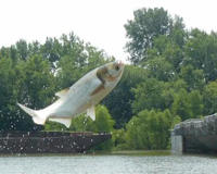 花白鲢长水霉病了怎么回事有什么办法能解决(养鲢鱼的必看)