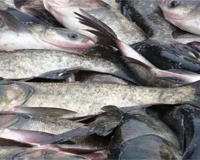 花白鲢长水霉病了怎么回事有什么办法能解决(养鲢鱼的必看)