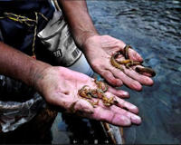 湘西苗蛊下蛊巫术真的存在吗(揭秘苗蛊到底是怎么回事)