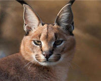 成年狞猫能打得过比特这种狗吗(听说狞猫可以斗狼)