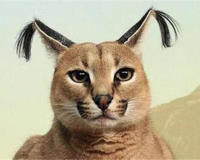 成年狞猫能打得过比特这种狗吗(听说狞猫可以斗狼)