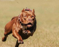 成年狞猫能打得过比特这种狗吗(听说狞猫可以斗狼)