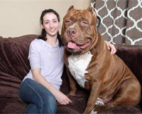 成年狞猫能打得过比特这种狗吗(听说狞猫可以斗狼)