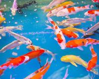 婚姻迷途陈天宇全集 感情在妻子和情人之间盘旋