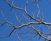 恐龙时代人类在干嘛 揭秘人类的起源