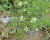 中元节的文化是怎样的 其实这是孝亲节