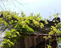 春暖花开的朋友圈句子说说 又是一年春来到