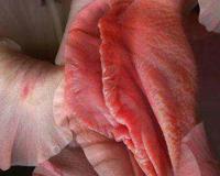 女人的私处生理科普--女人下部隐私(无遮挡)