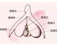 小豆豆在哪儿里带图,求科普