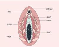 小豆豆在哪儿里带图,求科普