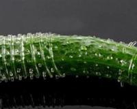 狼牙套有什么作用呢?狼牙套使用方法图解