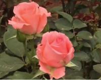 粉玫瑰适合送什么人 不能随便送有讲究