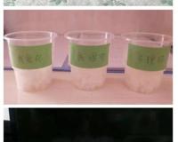 《水知道答案》意念的力量，花疗师的米饭实验