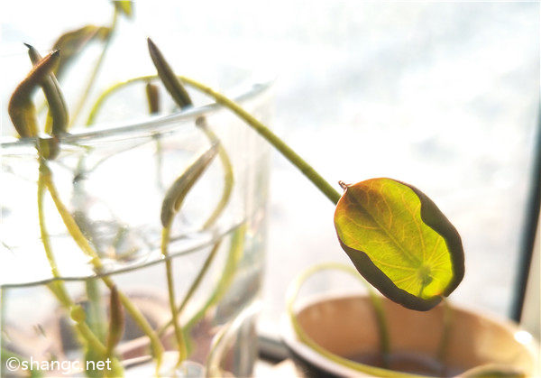 床头放什么防蚊子 晚上防蚊子的最好方法