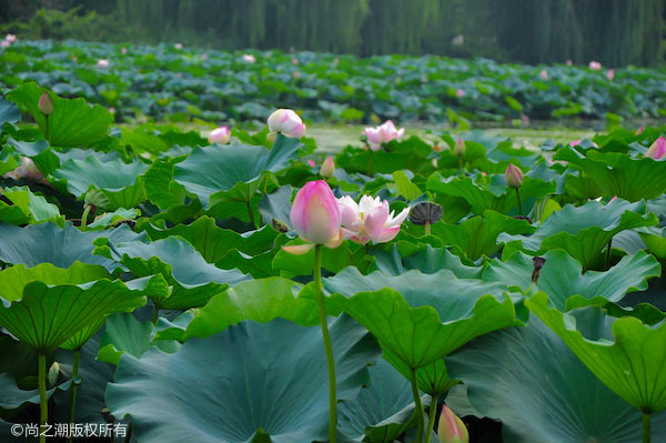 自制奶茶可以用奶粉吗 其实制作奶茶很简单