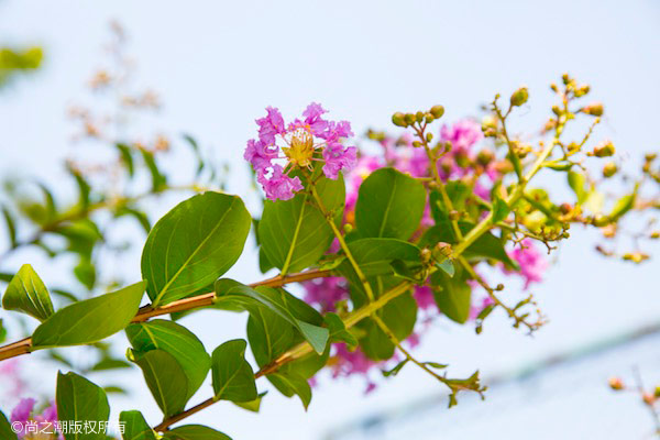 自制奶茶可以用奶粉吗 其实制作奶茶很简单
