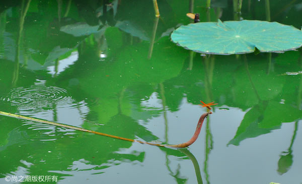 自制奶茶可以用奶粉吗 其实制作奶茶很简单