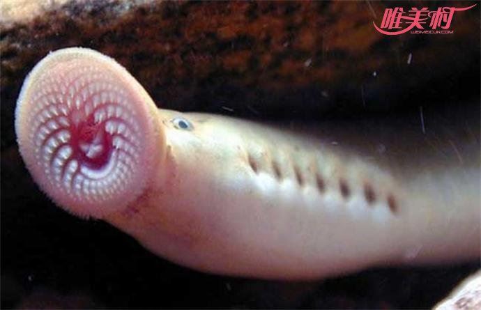 蓬蓬乳空空指是什么 莲蓬乳和空空指什么梗