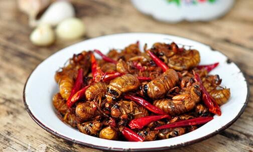 知了的幼虫叫什么名字 幼虫在地下活了多少年