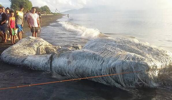 远古海底最恐怖的生物 十大恐怖海怪传说