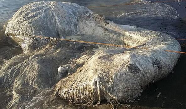 远古海底最恐怖的生物 十大恐怖海怪传说